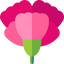 Carnation