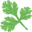 Coriander