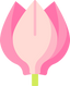 Cyclamen