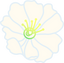 Datura