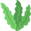 Seaweed