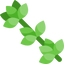 Thyme